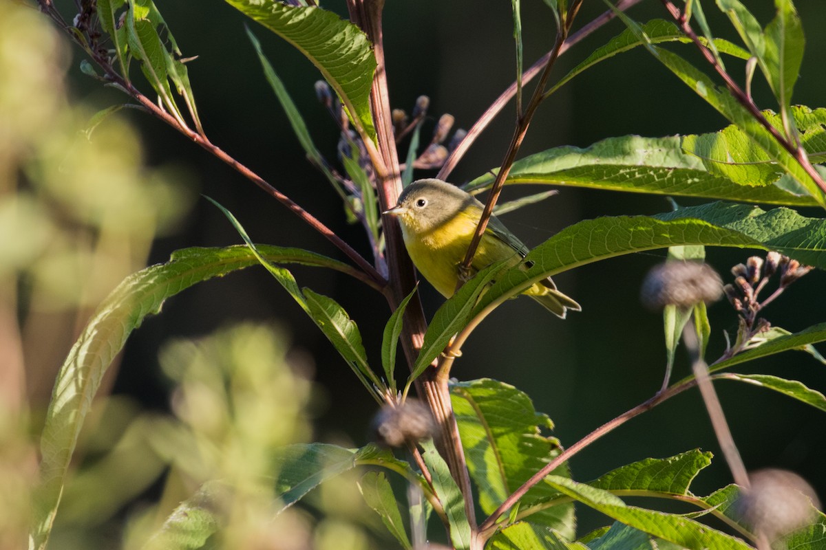 Nashville Warbler - Fran Morel