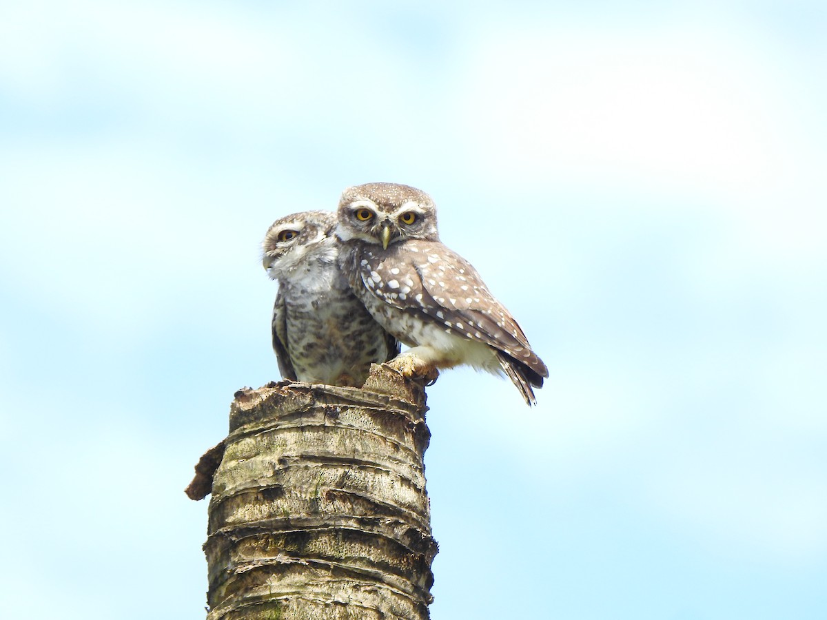 Spotted Owlet - Afsar Nayakkan