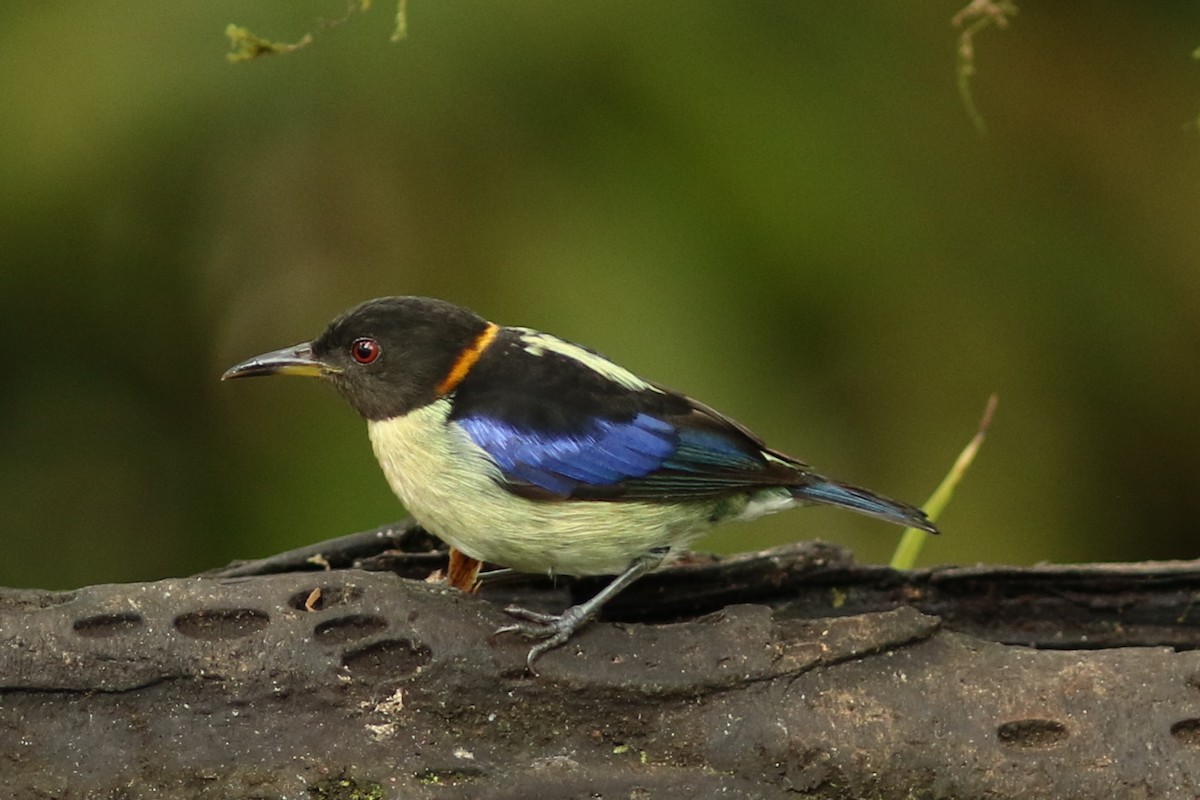 Golden-collared Honeycreeper - george parker