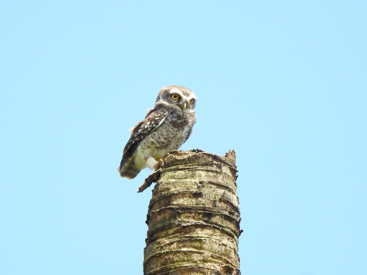 Spotted Owlet - Afsar Nayakkan