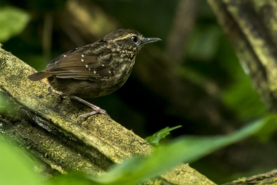 Eyebrowed Wren-Babbler - ML180691801