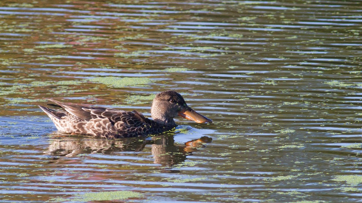 Northern Shoveler - Fyn Kynd