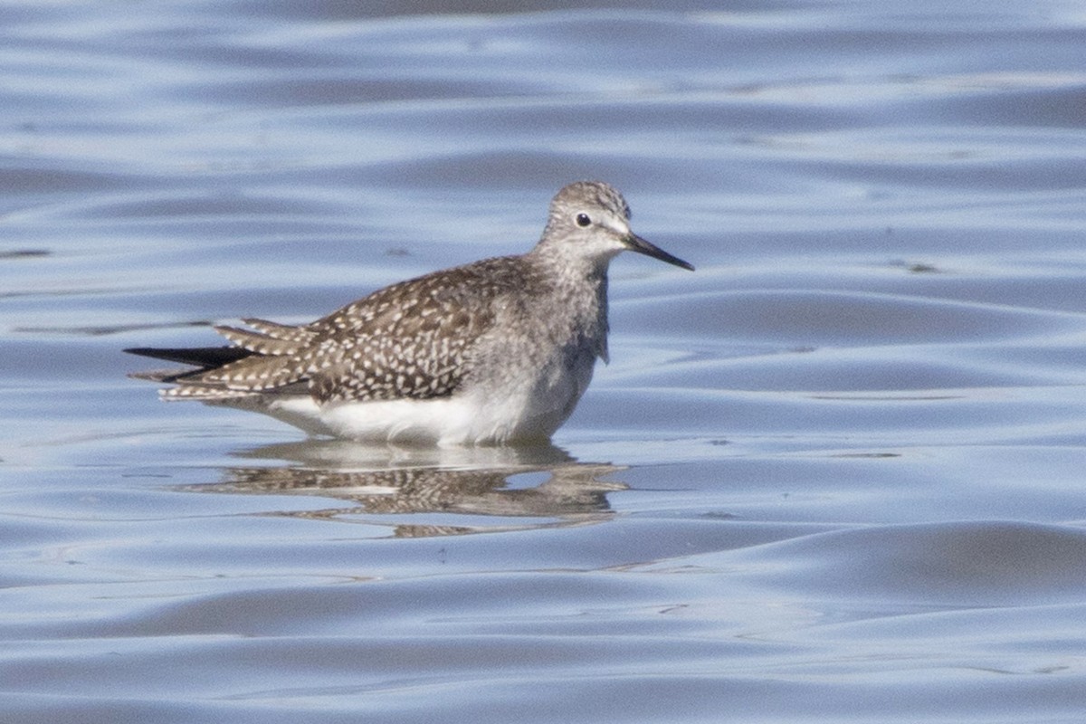 Lesser Yellowlegs - ML180693661