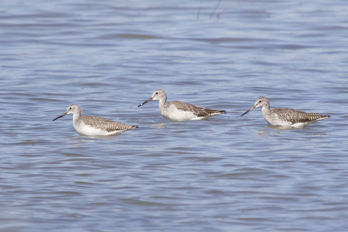 Greater Yellowlegs - ML180694341