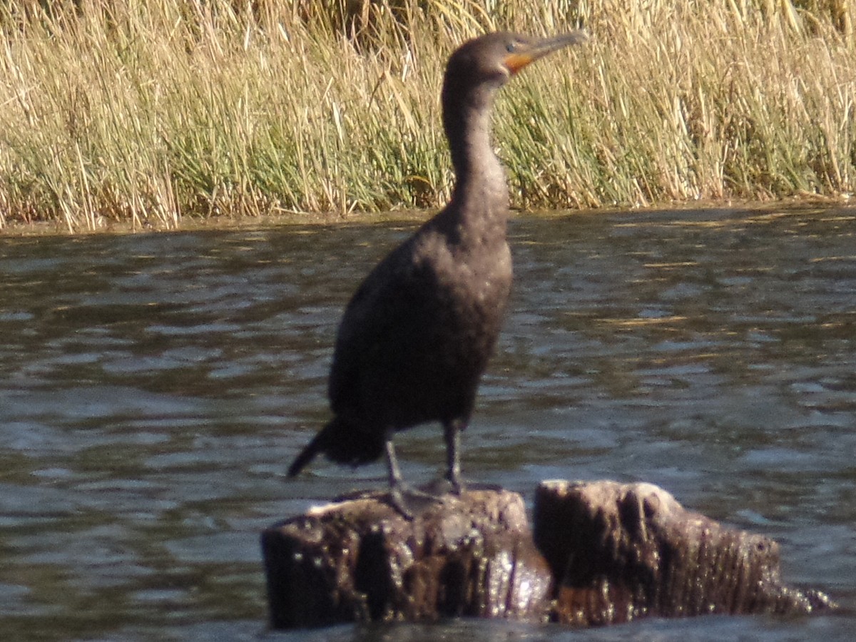 Double-crested Cormorant - ML180694531