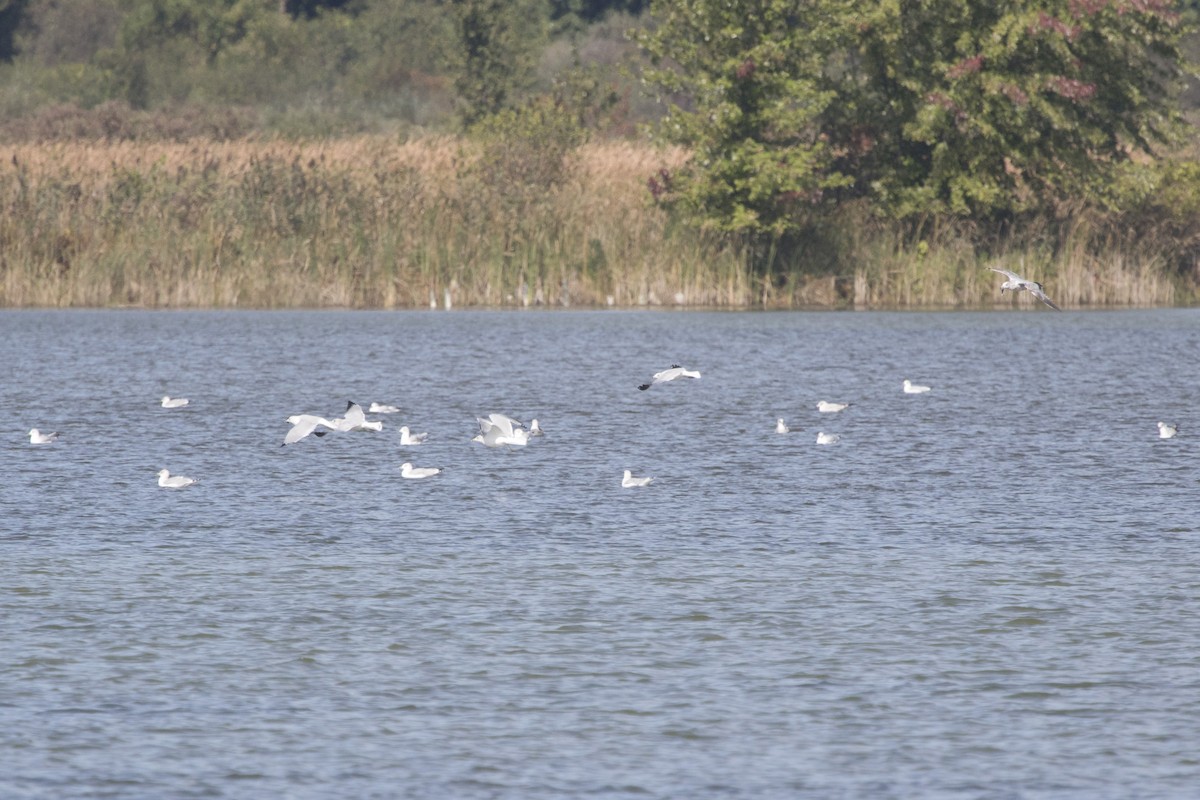 Ring-billed Gull - ML180695221