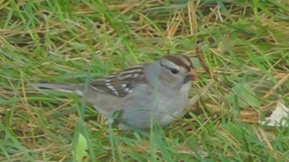 White-crowned Sparrow (Gambel's) - ML180697661