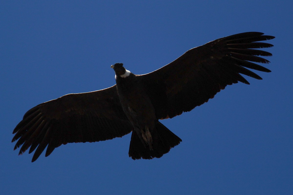 Andean Condor - ML180698071