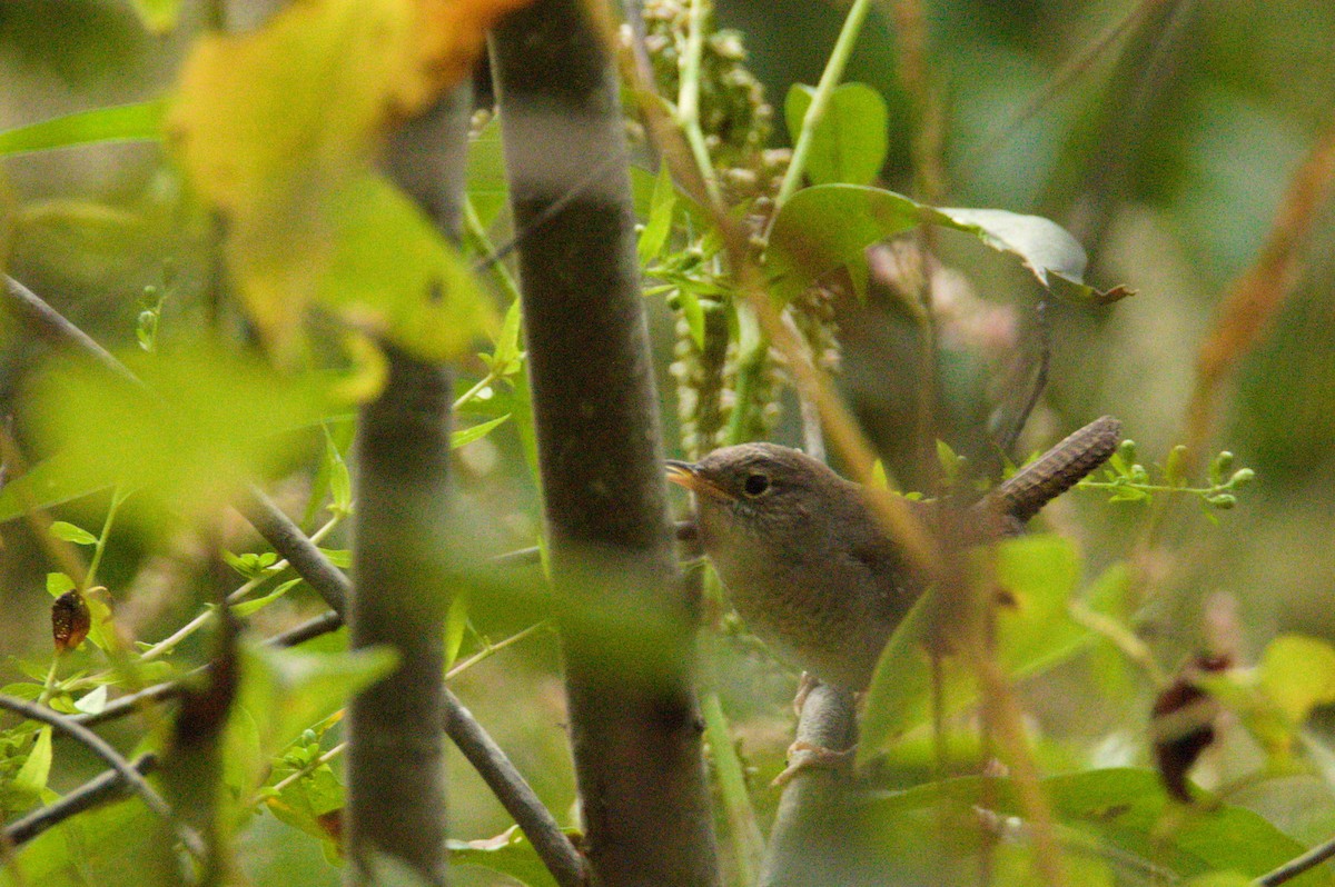 Northern House Wren - ML180698081