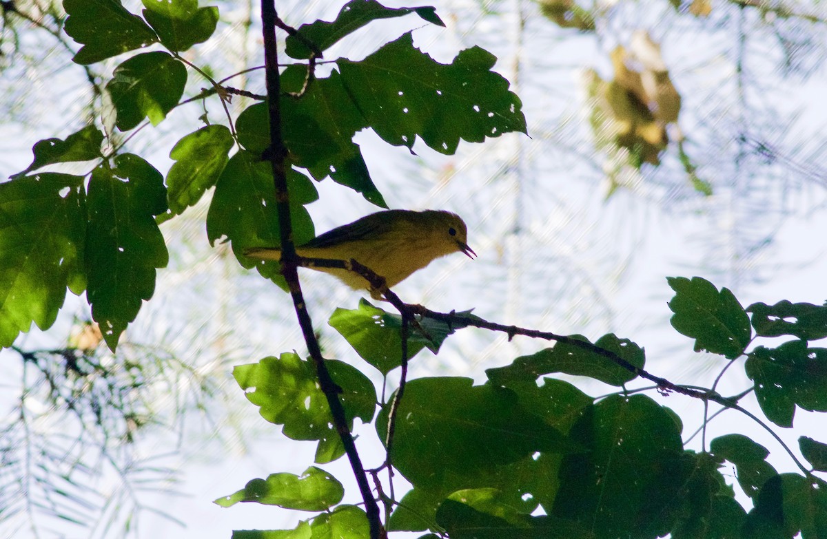 Paruline jaune - ML180698751