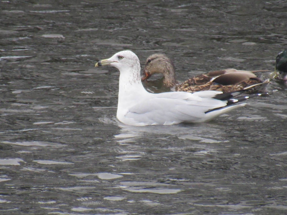 Ring-billed Gull - John Coyle