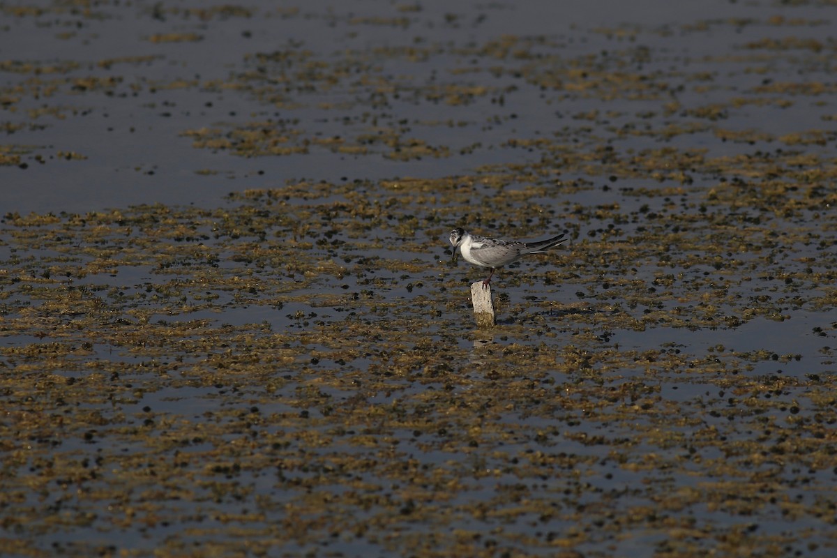 Weißbart-Seeschwalbe - ML180701651