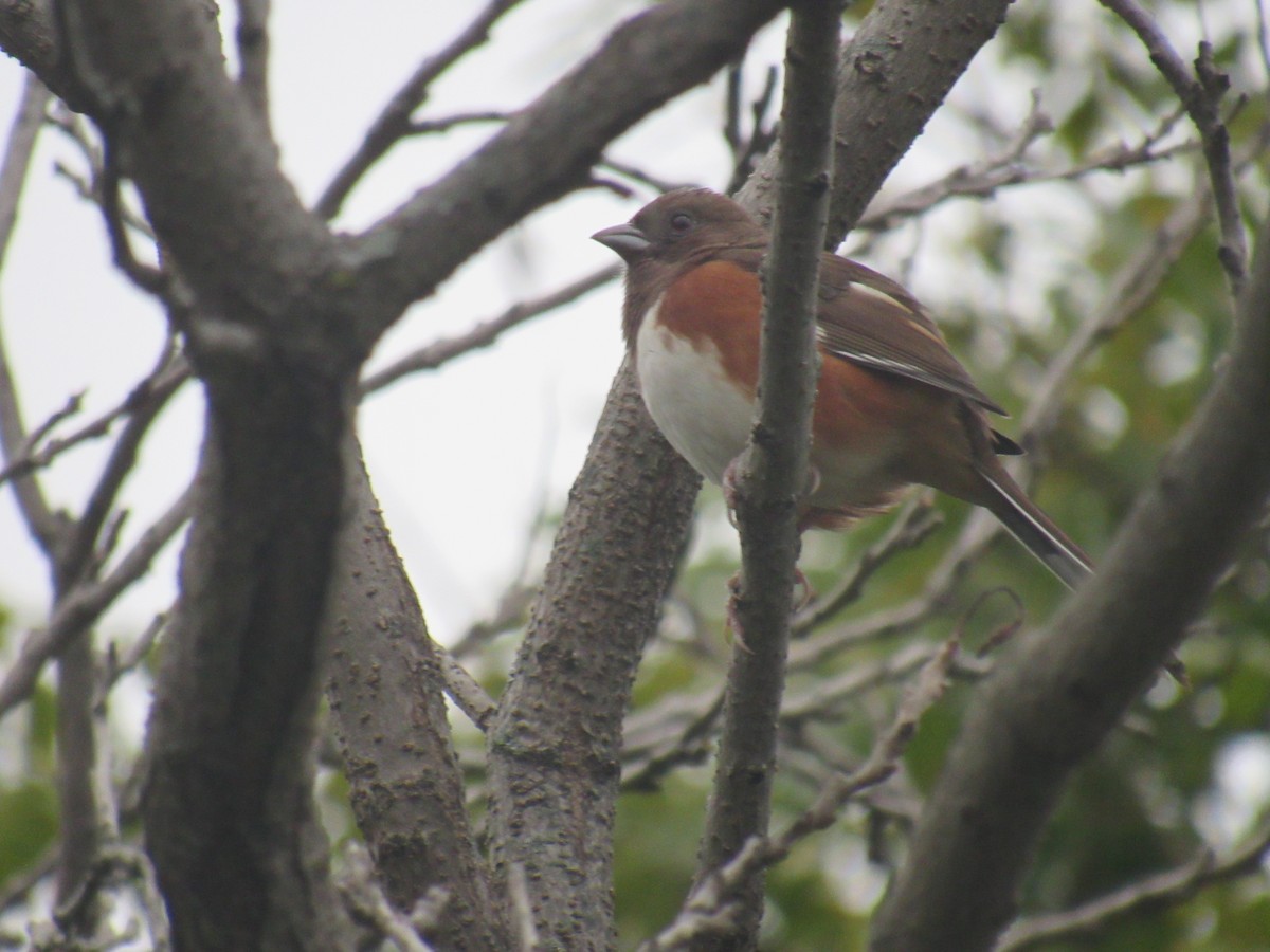 Eastern Towhee - ML180702381