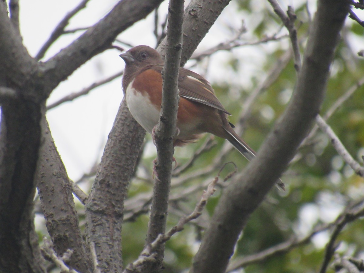 Eastern Towhee - ML180702391