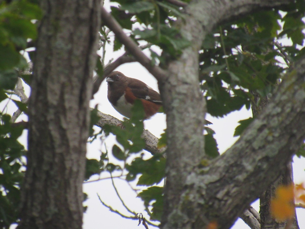 Eastern Towhee - ML180702401