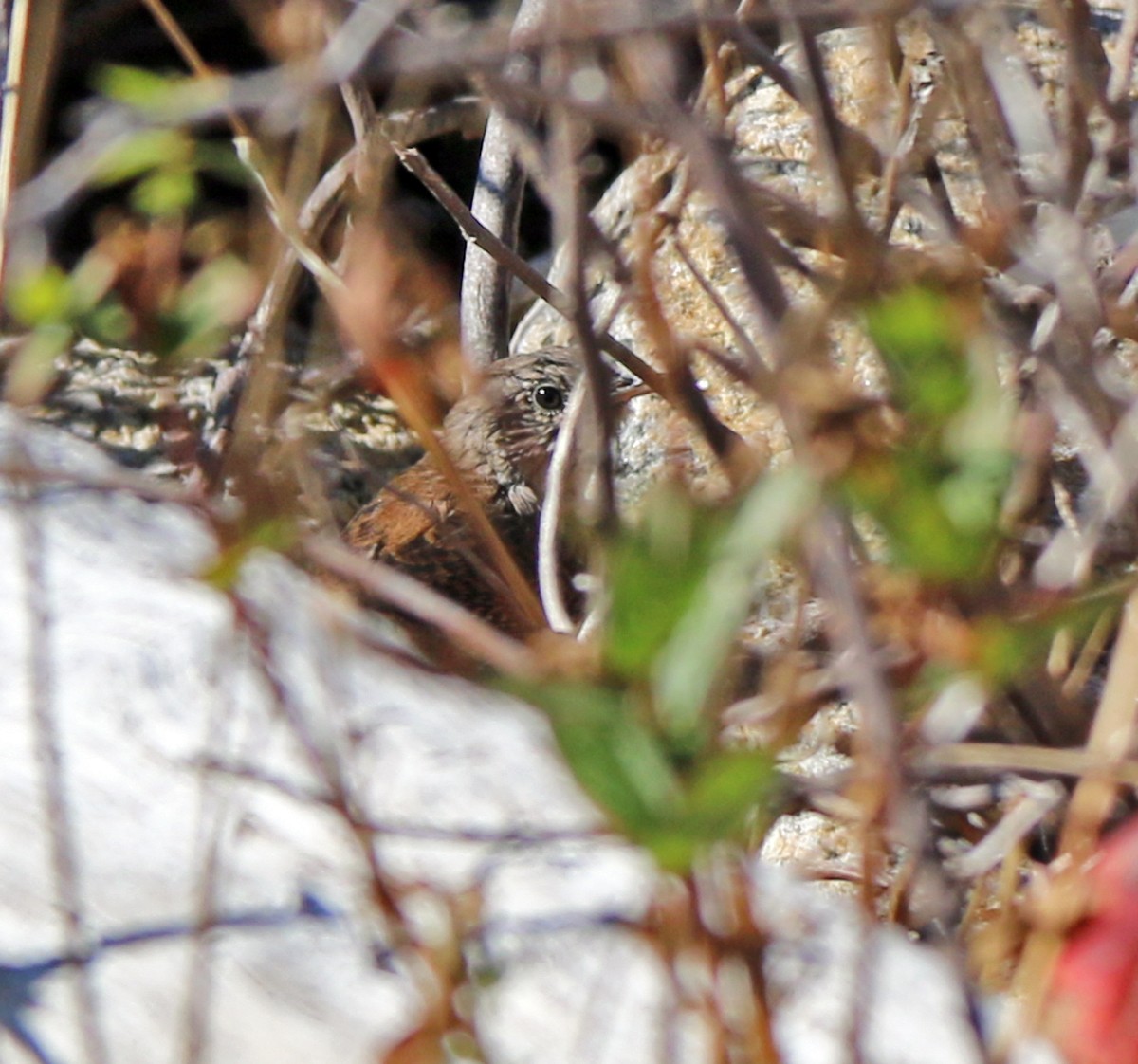 House Wren - Shilo McDonald