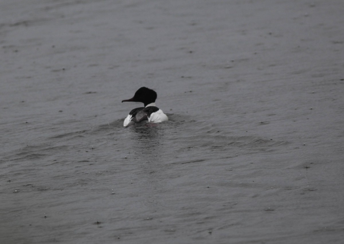 Common Merganser - ML180702821