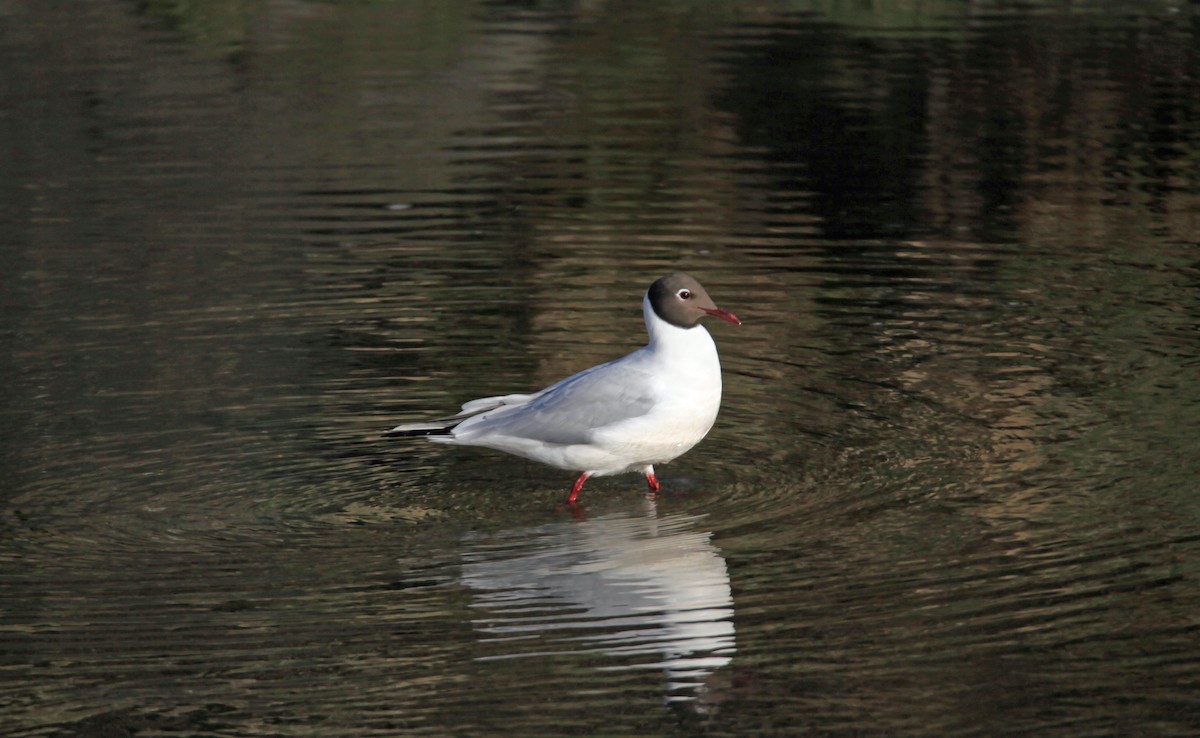 Mouette rieuse - ML180704851