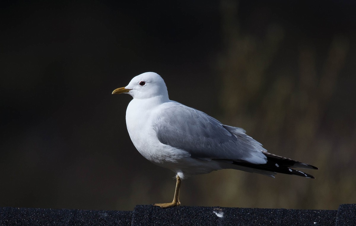 Common Gull - ML180704971