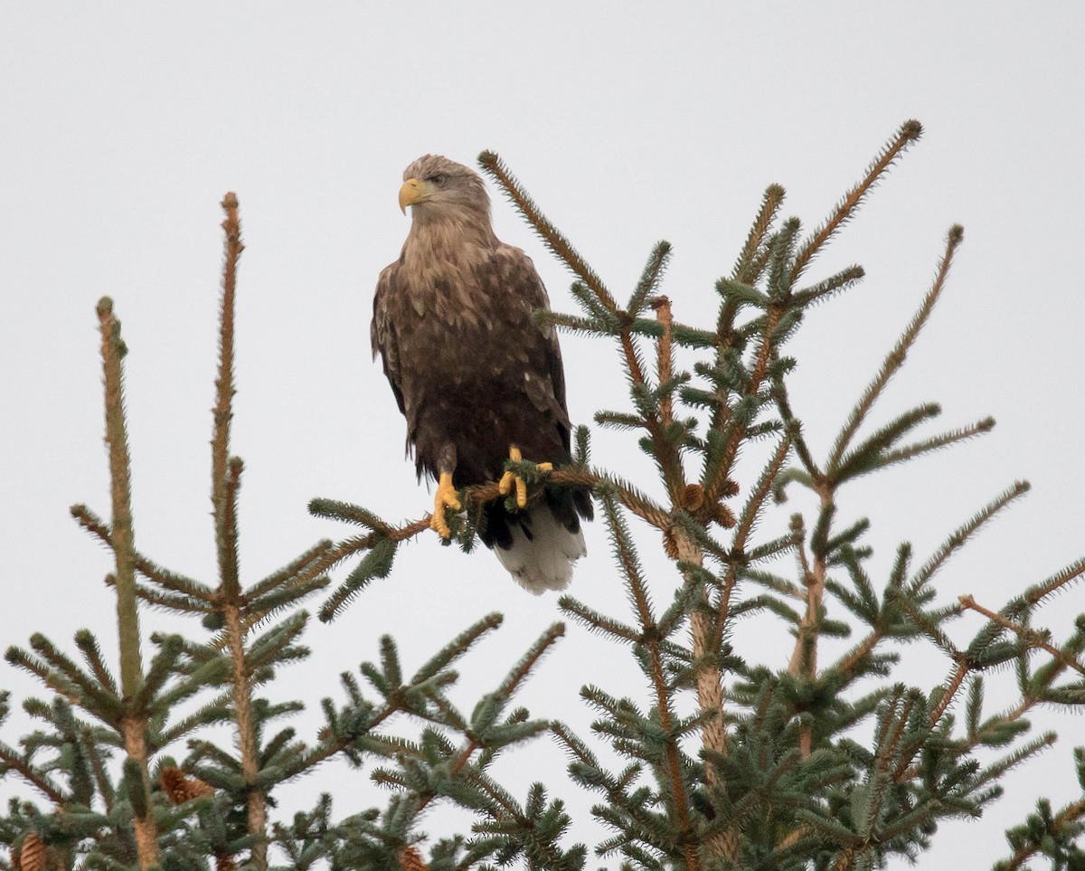 White-tailed Eagle - ML180705631