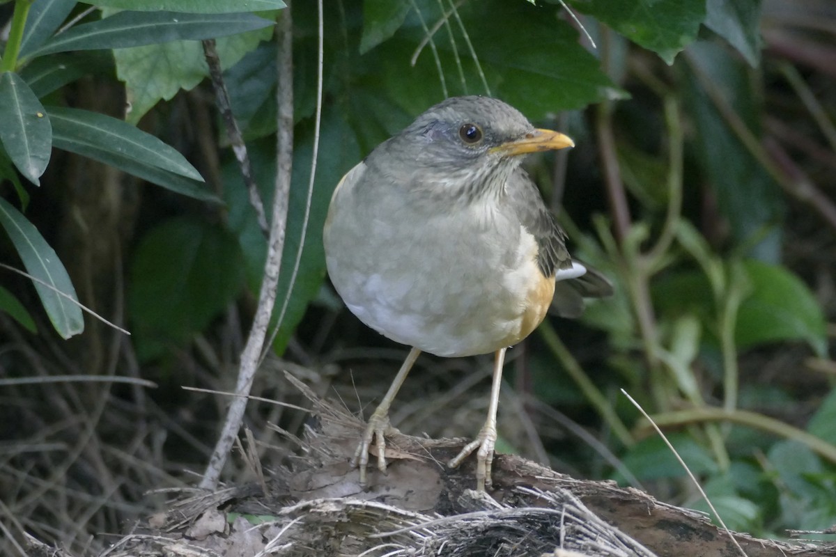 African Thrush (African) - ML180705851