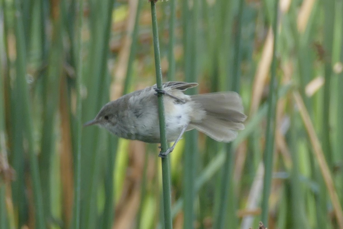 rákosník obecný [skupina baeticatus] - ML180705881