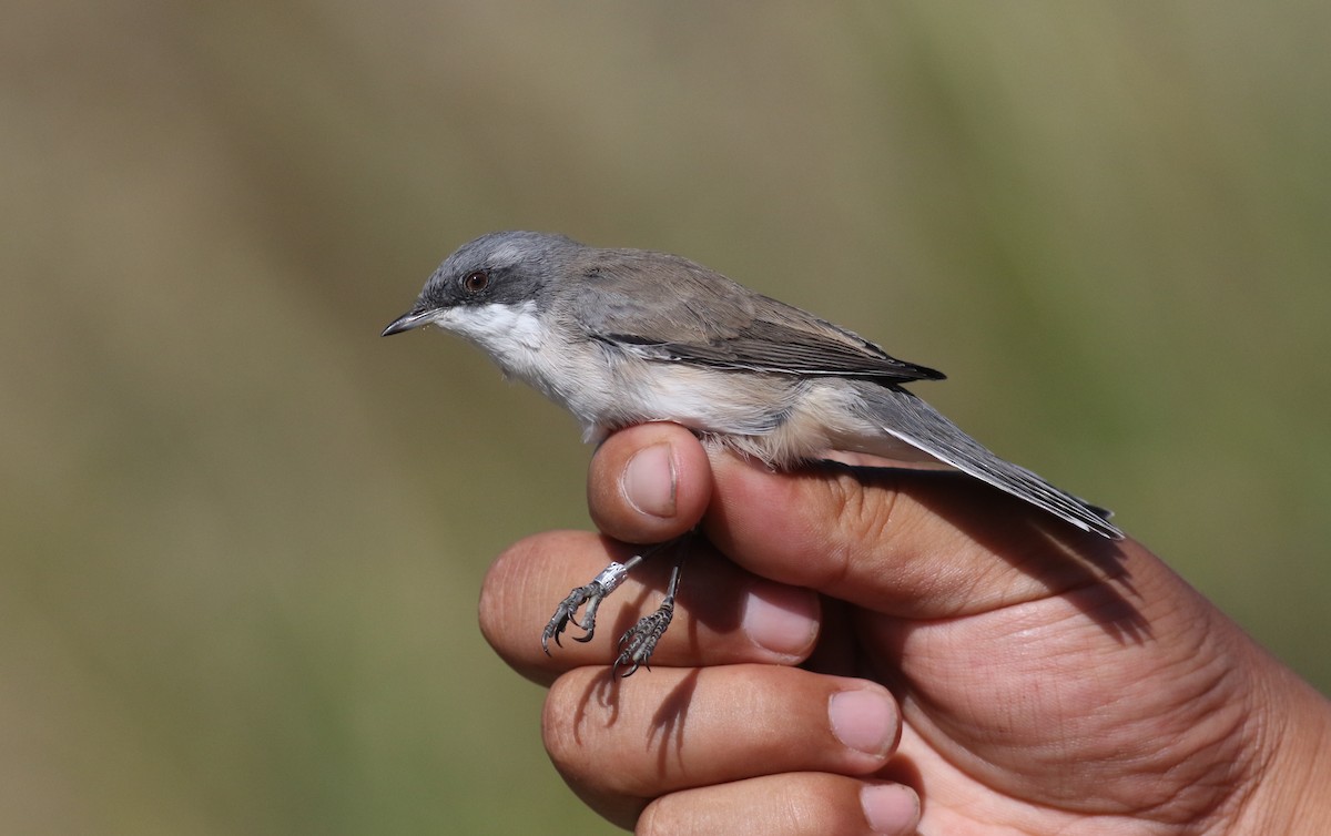 Lesser Whitethroat - ML180705891