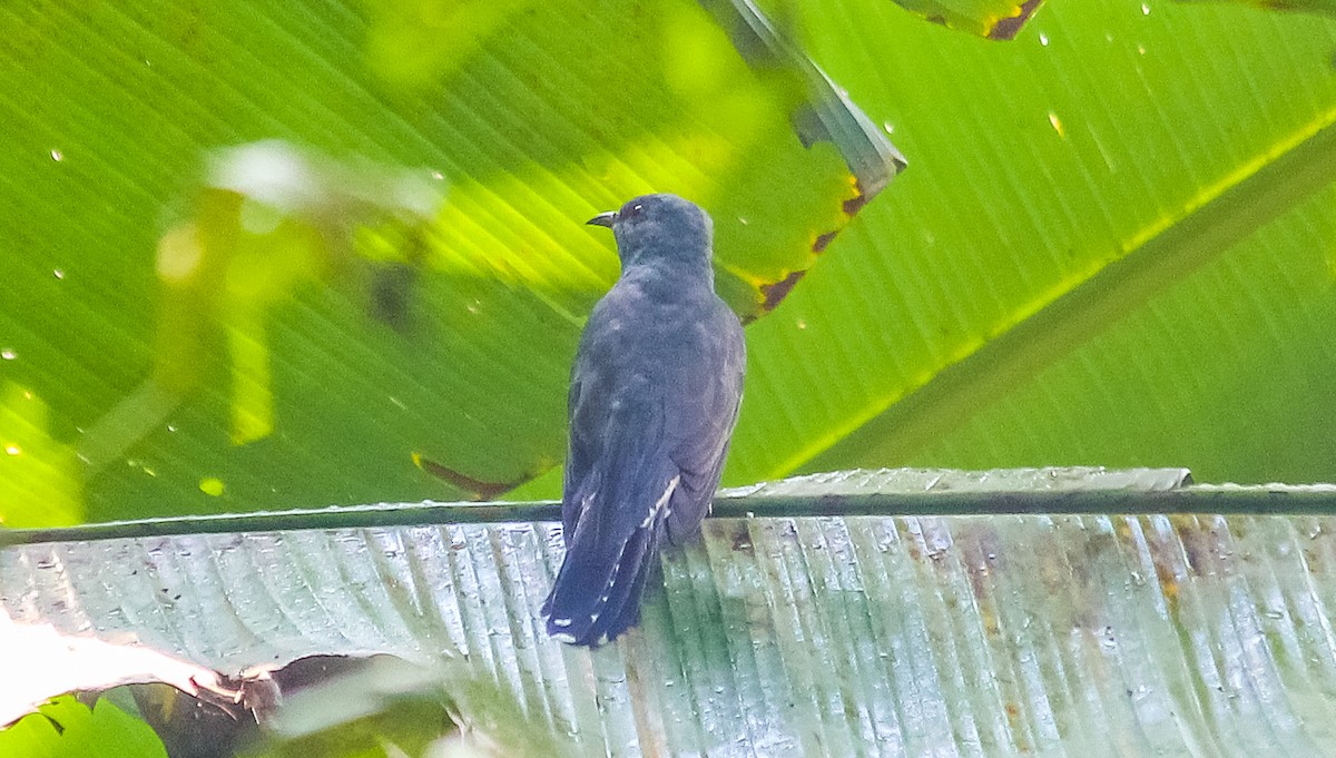 Gray-bellied Cuckoo - ML180705911