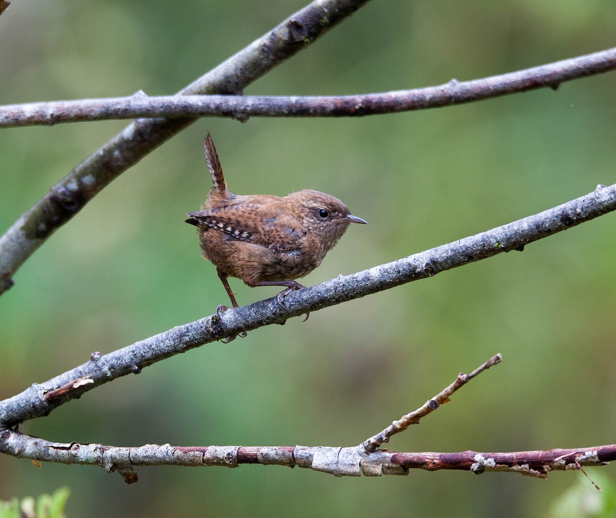 Eurasian Wren - ML180706591