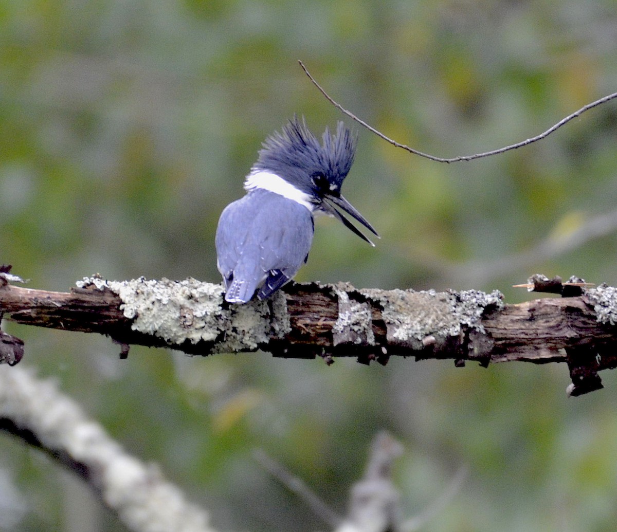 Belted Kingfisher - Andrew Mack