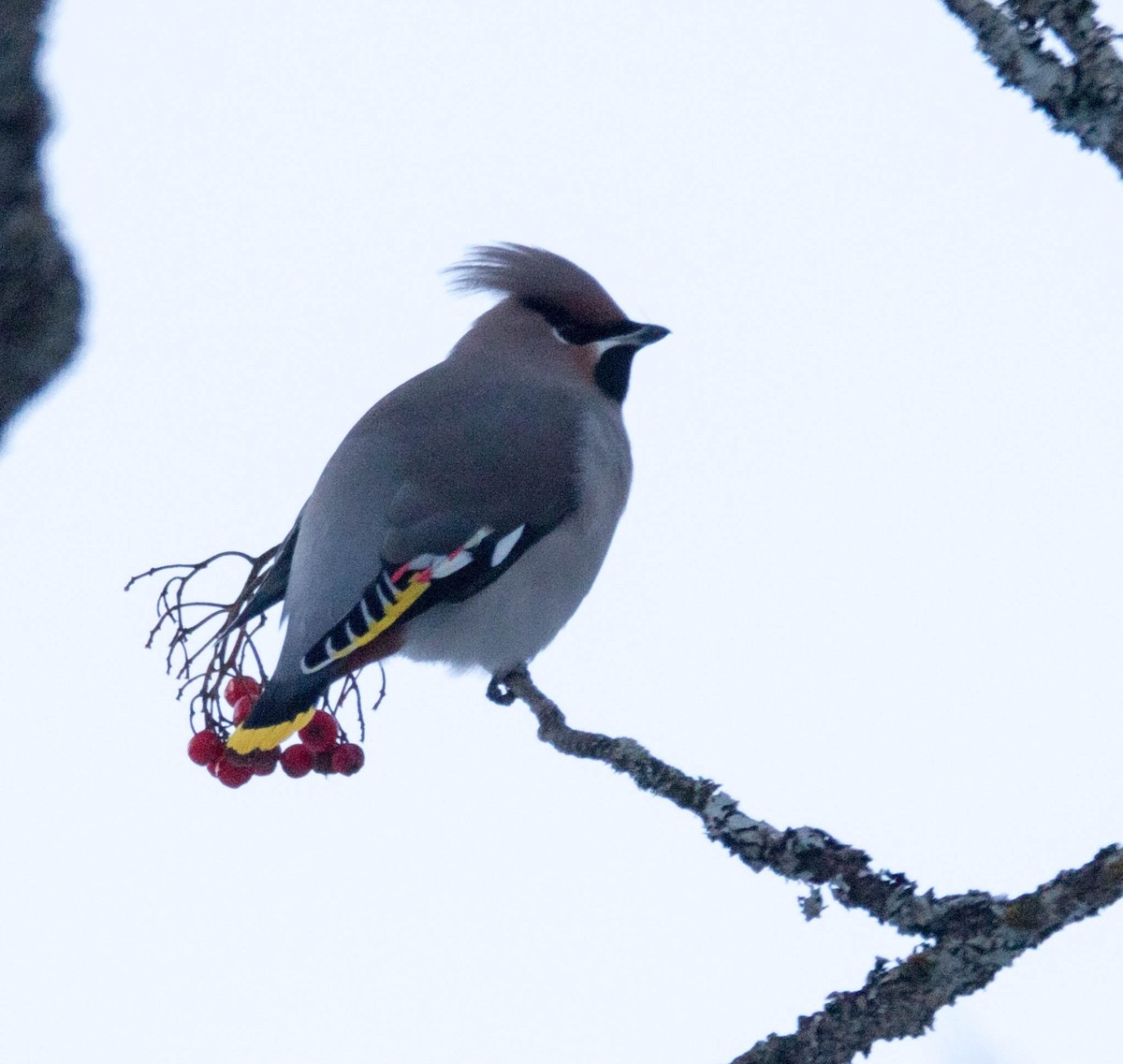 Bohemian Waxwing - ML180707251