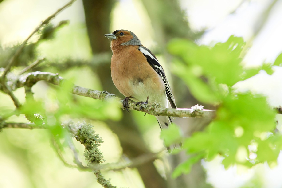 Common Chaffinch - ML180707681