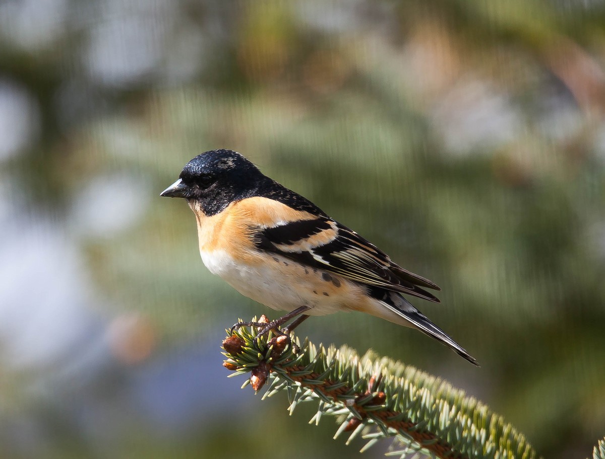 Brambling - ML180707691