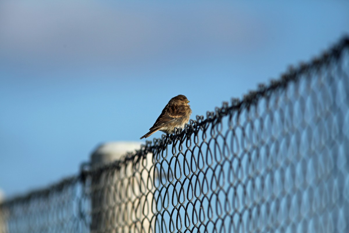 Twite - Raymond  Birkelund