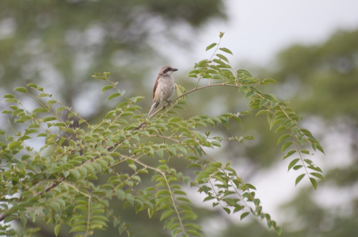 Souza's Shrike - ML180709111