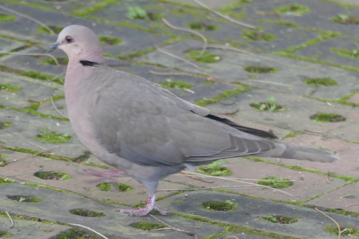Red-eyed Dove - ML180709191