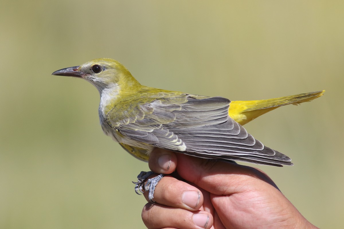 Eurasian Golden Oriole - ML180712161