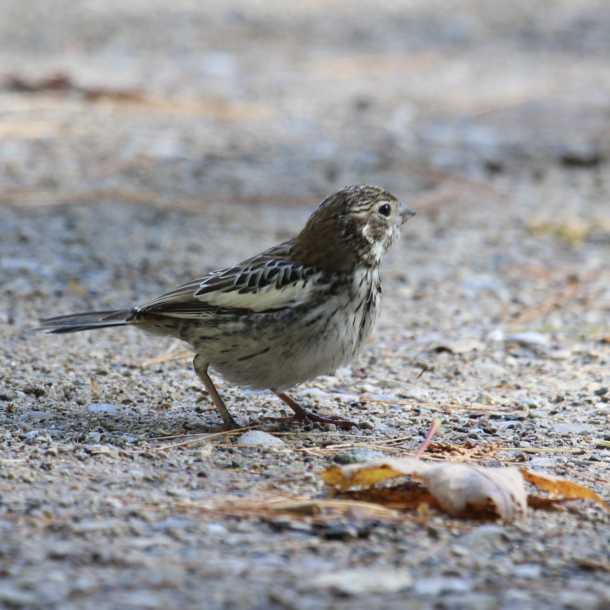 Lark Bunting - Laurie Johnson