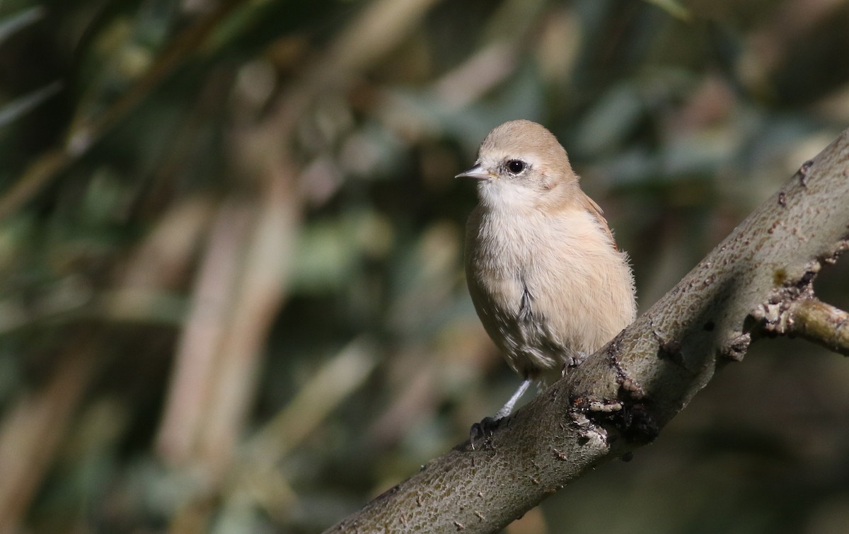 White-crowned Penduline-Tit - ML180713161