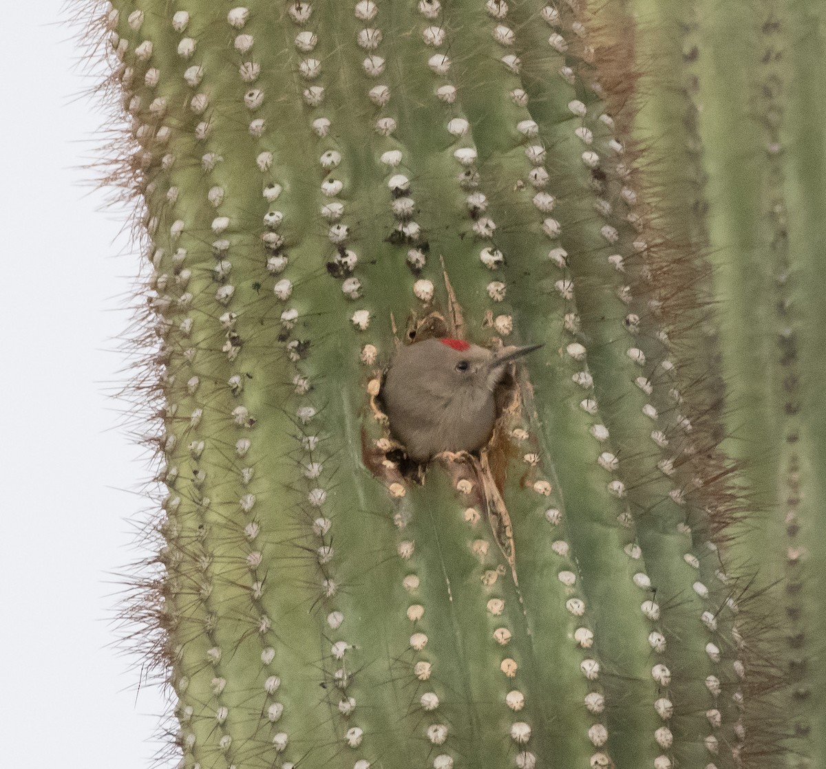 Pic des saguaros - ML180713231