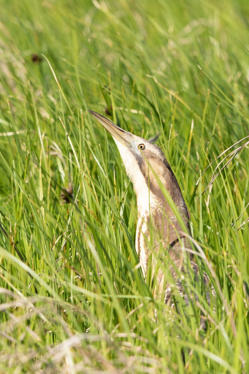 Australasian Bittern - ML180714041