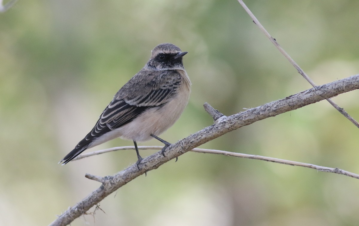 Pied Wheatear - ML180714591