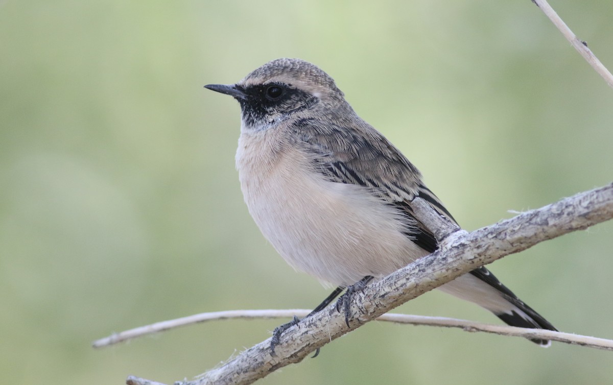 Pied Wheatear - ML180714651