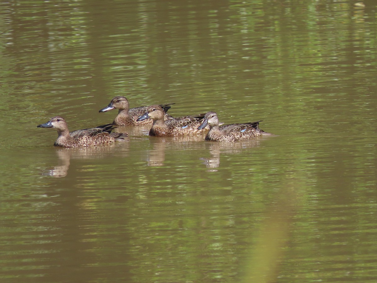 Blue-winged Teal - Alfonso Auerbach