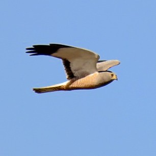 Cinereous Harrier - ML180715721