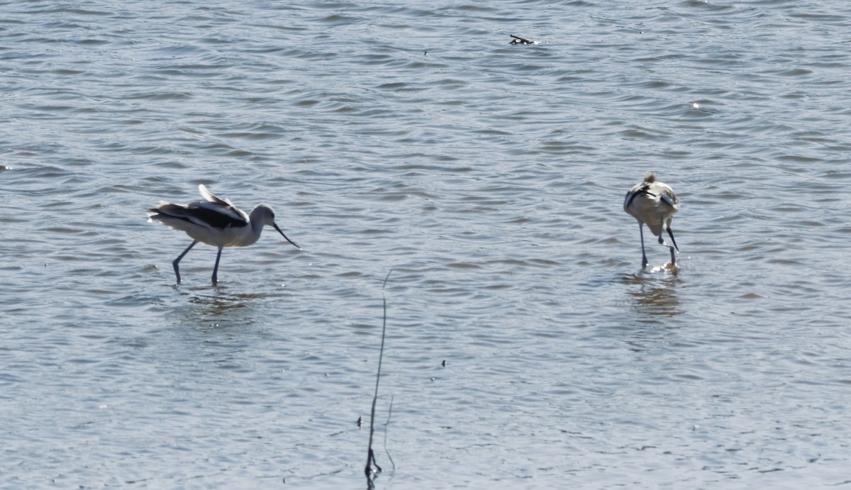 American Avocet - Sue Riffe