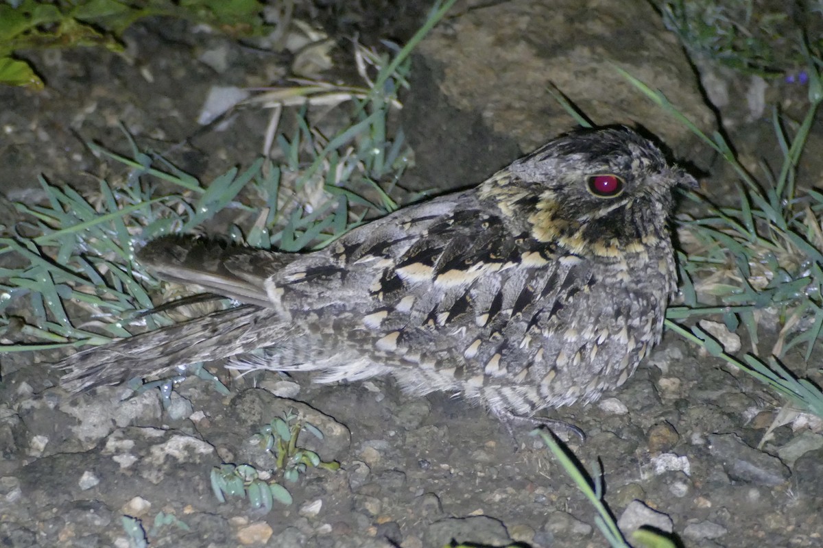 Sombre Nightjar - ML180716191