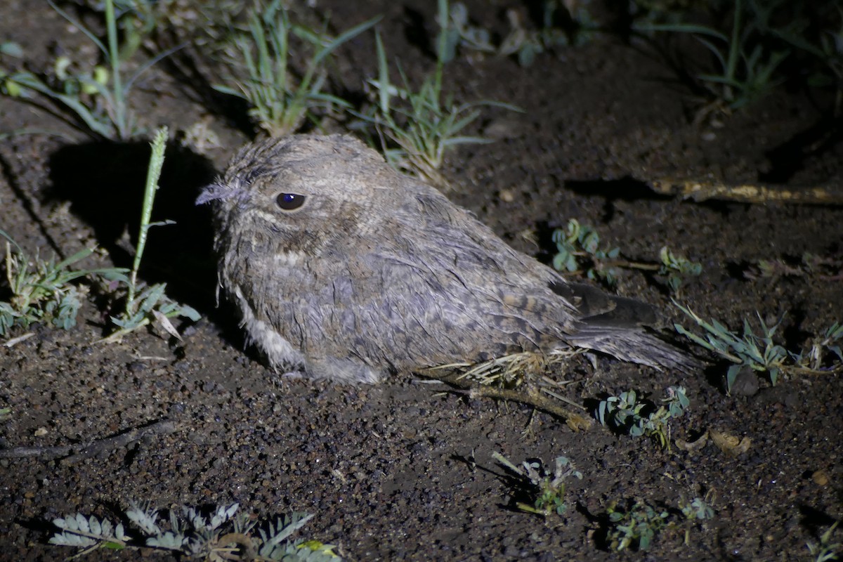 Star-spotted Nightjar - ML180716221