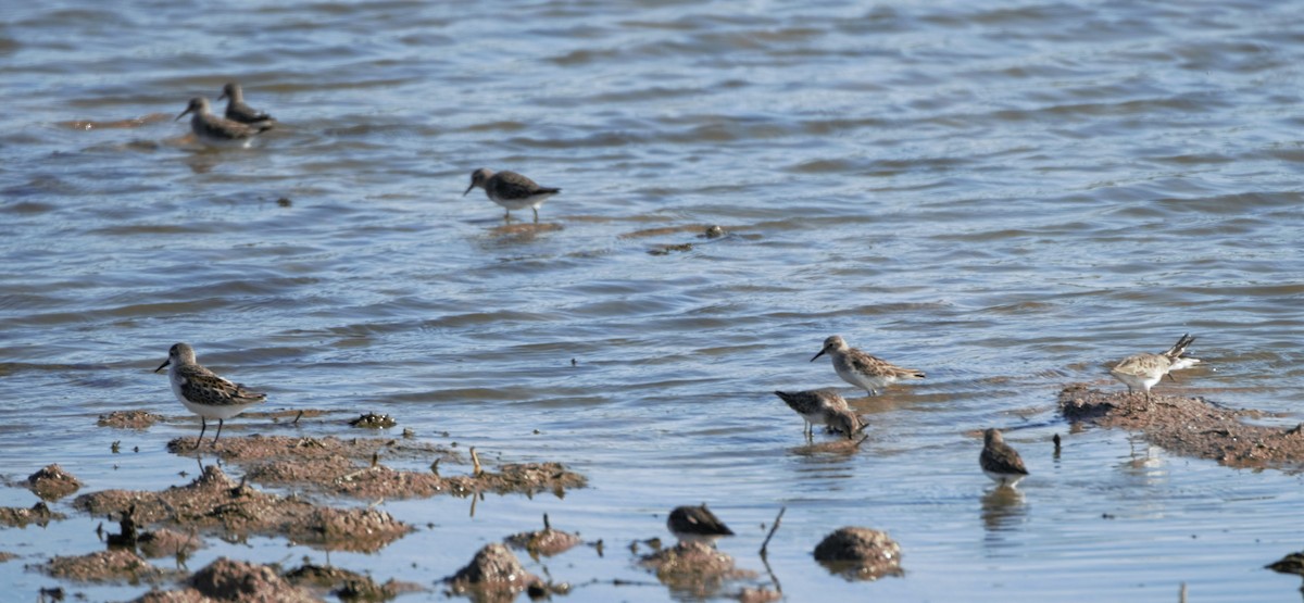 Least Sandpiper - ML180716591