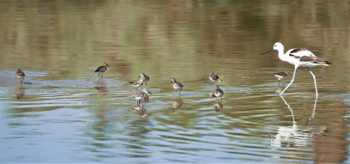 Least Sandpiper - ML180716611